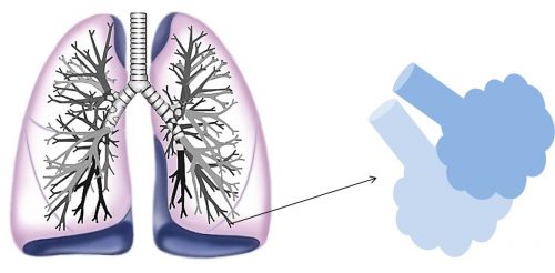 細い気管支の先はぶどうの房のような「肺胞」になる