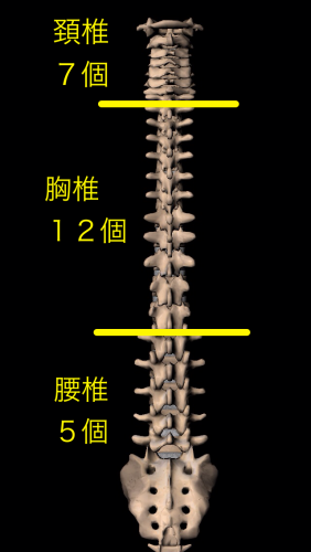背骨は首の骨が7個、胸の骨が12個、腰の骨が5個あります。
