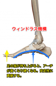 ウィンドラス機構