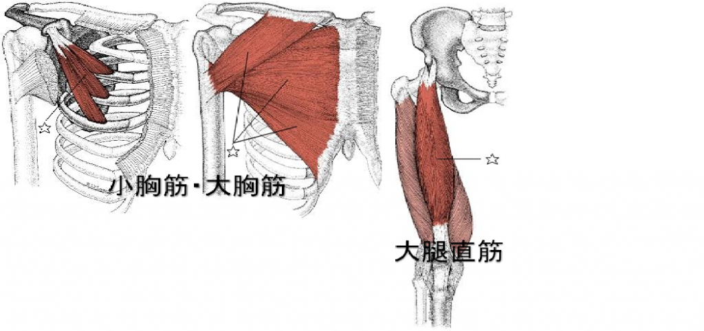 胸筋・大腿直筋