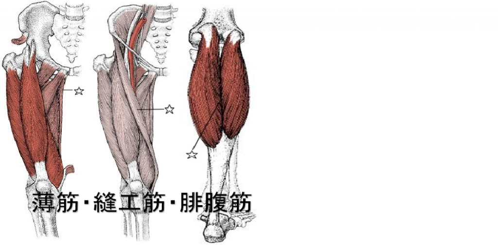 薄筋・縫工筋・腓腹筋
