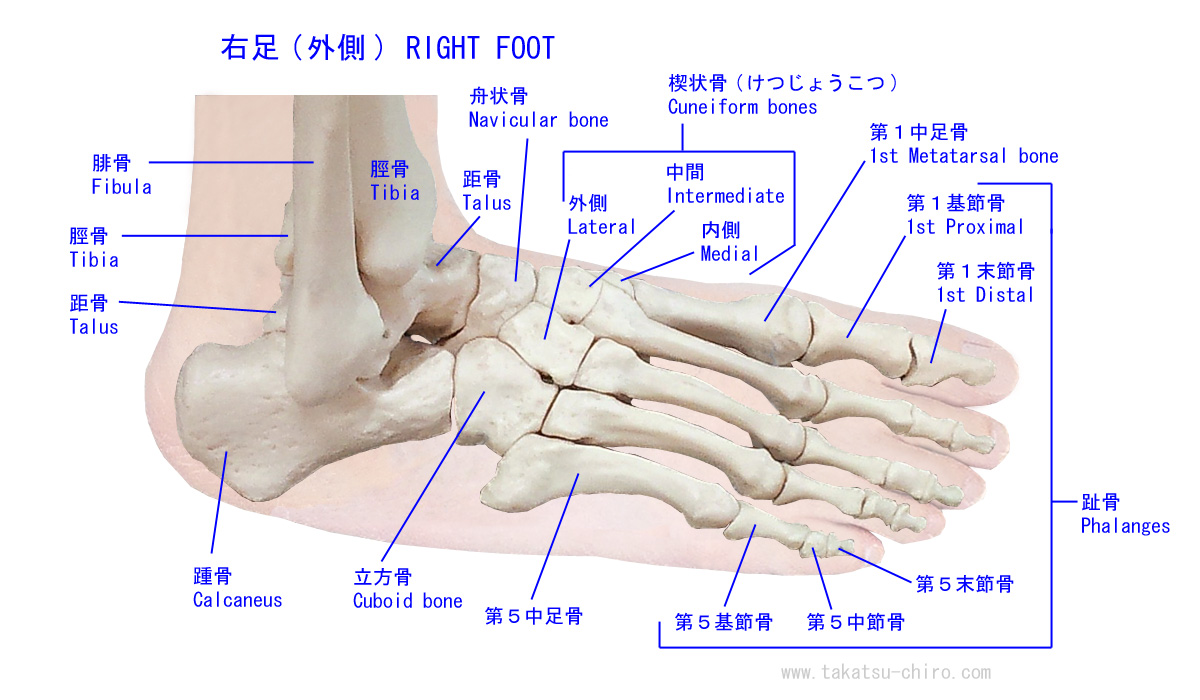 中足関節炎の原因