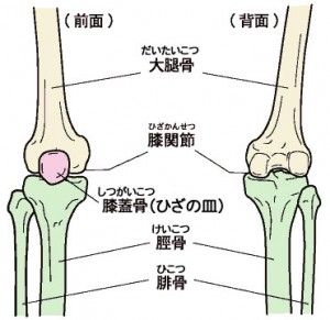 膝関節　画像 に対する画像結果