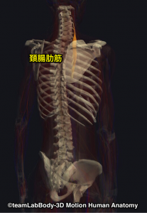 頚腸肋筋