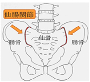 仙腸関節2