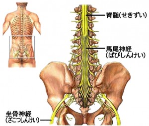 「馬尾神経」の画像検索結果