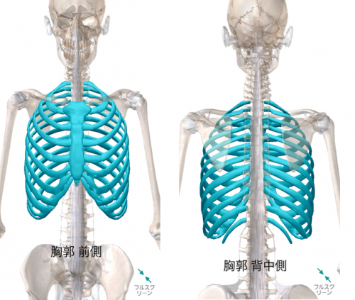 胸郭は「胸骨・肋骨・胸椎」で構成されていて、肺を囲んでいます。