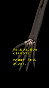 手根骨(しゅこんこつ)