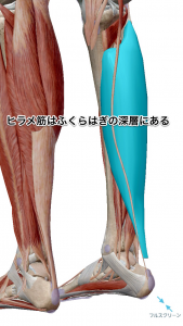 斜め後ろから見たヒラメ筋