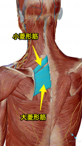 菱形筋