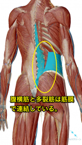 多裂筋と腹横筋のつながり