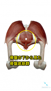 骨盤底筋群