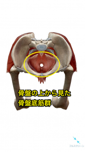 骨盤底筋群
