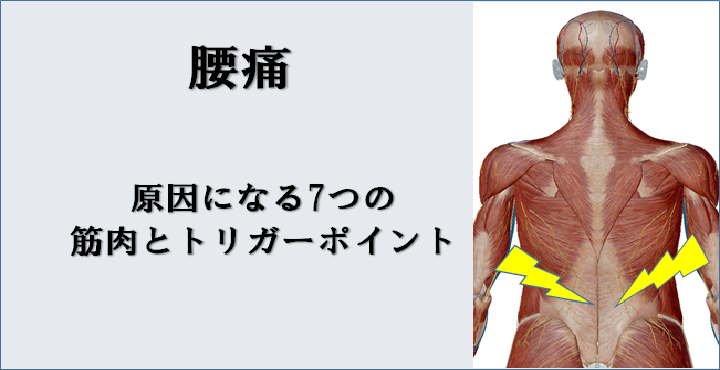 腰痛 を引き起こす代表的な7つの筋肉とトリガーポイント リハビリテーションコンサルタント