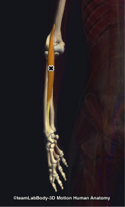 腕橈骨筋トリガーポイント