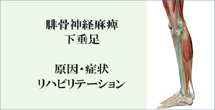 下垂足足首オルソシスサポート 足スプリントストローク関節骨折春葉矯正外反リハビリテーションプロテクター 下垂足 神経損傷 圧力緩和 ユニセックス 21春大特価セール