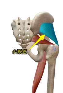 小殿筋