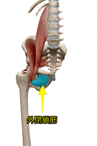 外閉鎖筋