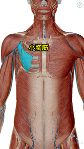 小胸筋