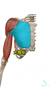大胸筋