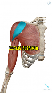 三角筋前部線維
