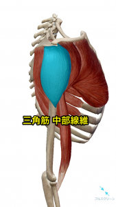 三角筋中部線維