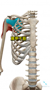 肩甲下筋