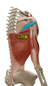 『肩の痛み』を引き起こす代表的な8つの筋肉とトリガーポイント