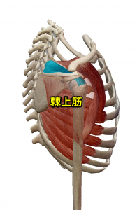 棘上筋