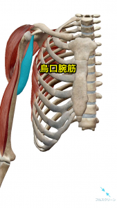 烏口腕筋