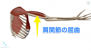 肩関節の屈曲