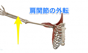 肩関節の外転