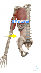 肩関節の内転