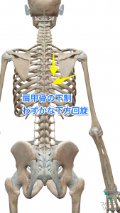 肩甲骨の下制・下方回旋