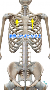 肋骨の挙上