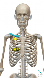 鎖骨