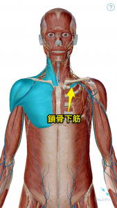 鎖骨下筋