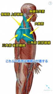 鎖骨に付着する筋肉