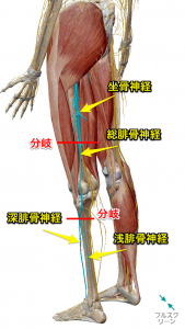 腓骨神経
