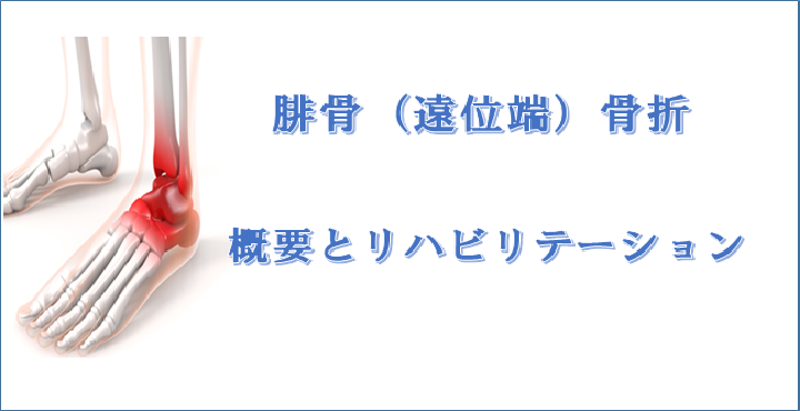 足首の骨折 腓骨骨折 の原因 症状 リハビリ治療について解説をします リハビリテーションコンサルタント