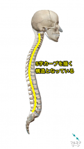 脊柱の彎曲