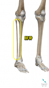 腓骨