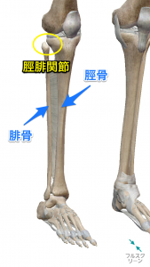 脛腓関節