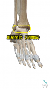 距腿関節(足関節)
