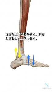 腓骨の挙上・下制