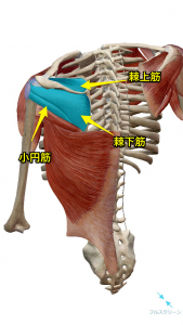 回旋筋腱板(ローテーターカフ)