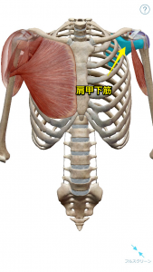 回旋筋腱板(ローテーターカフ)
