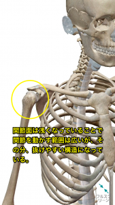 肩関節の構造