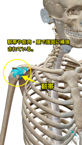 肩の構造(靭帯)