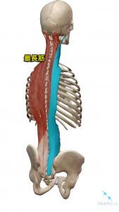 最長筋